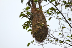 Psarocolius angustifrons