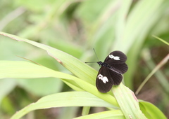 Eueides heliconioides