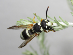 Pseudepipona beckeri