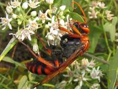 Cryptocheilus rubellus