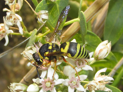 Euodynerus fastidiosus