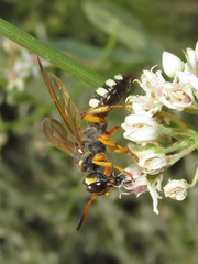 Cerceris tuberculata