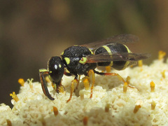 Stenodynerus fastidiosissimus