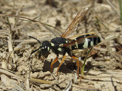 Hemipterochilus bembeciformis