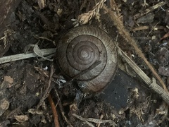 Helminthoglypta exarata