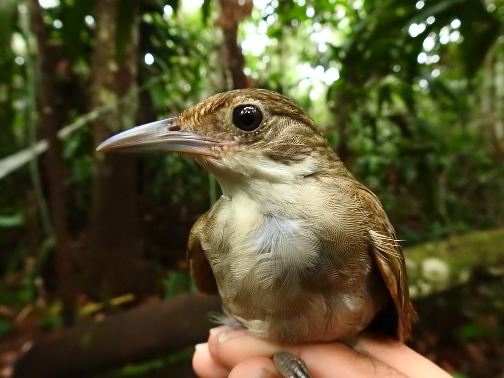 Olive-backed Foliage-gleaner (Automolus infuscatus) photo