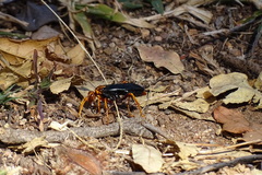 Hemipepsis tamisieri