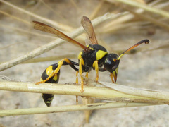 Katamenes dimidiatus