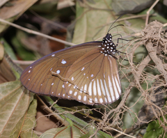 Euploea doubledayi doubledayi