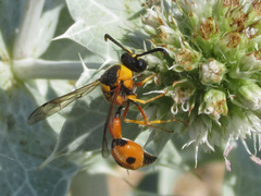 Eumenes tripunctatus