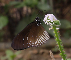 Euploea doubledayi doubledayi