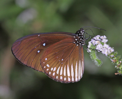 Euploea doubledayi doubledayi