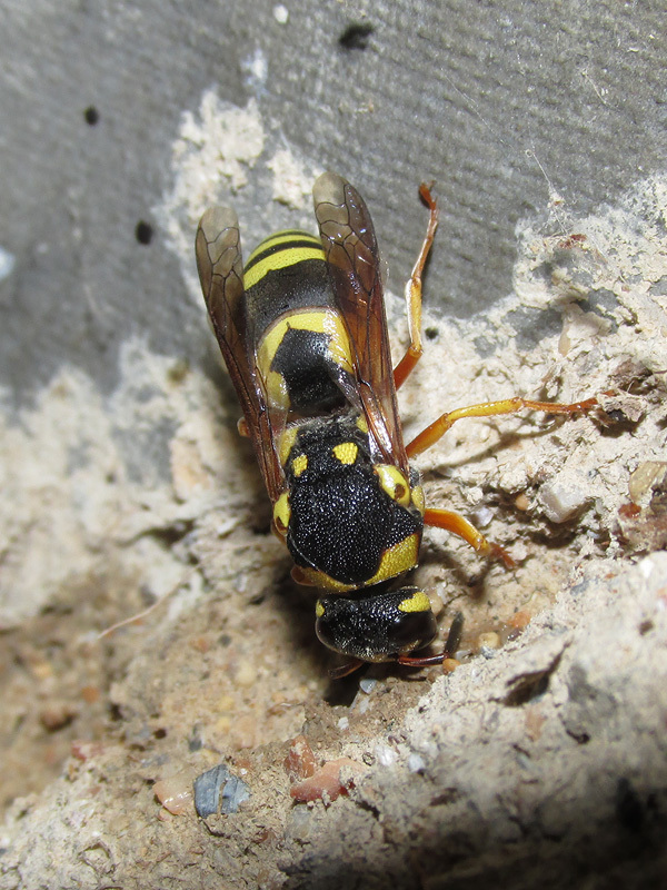 Euodynerus fastidiosus