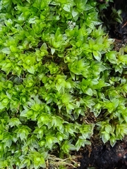 Ptychostomum moravicum