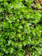 Ptychostomum moravicum