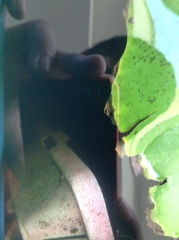 Trichopodus trichopterus