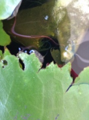 Trichopodus trichopterus