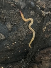 Dicellophilus limatus