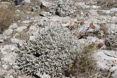 Eriogonum callistum