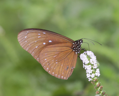 Euploea mulciber mulciber