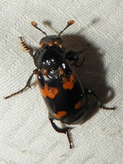Nicrophorus sayi
