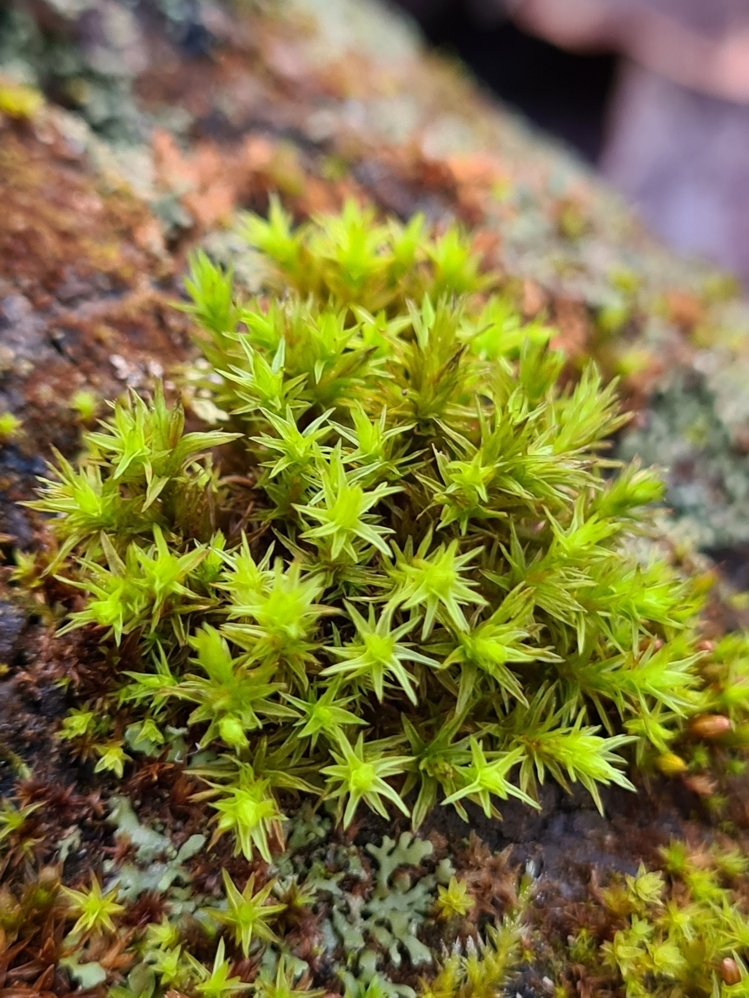 Lewinskya affinis