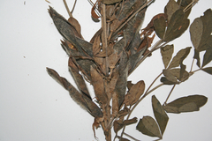 Chamaecytisus ruthenicus