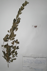 Chamaecytisus ruthenicus