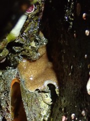 Kaburakia excelsa