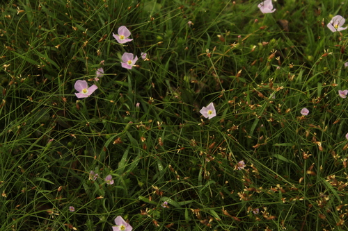 Stream bogmoss (Mayaca fluviatilis)