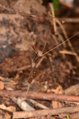 Brachypremna dispellens