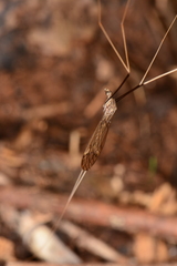 Brachypremna dispellens