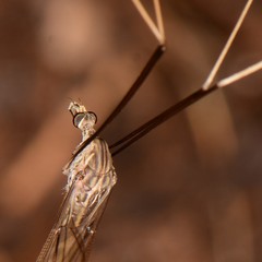 Brachypremna dispellens