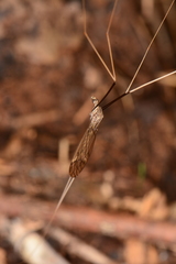 Brachypremna dispellens