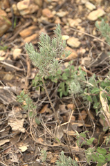 Lavandula stoechas