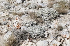 Eriogonum callistum