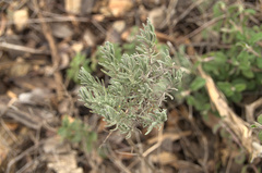 Lavandula stoechas