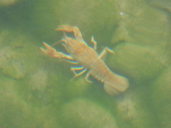 Austropotamobius pallipes