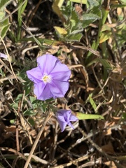 Convolvulus sabatius