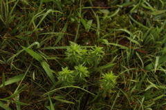 Paepalanthus fluviatilis
