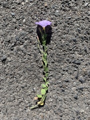 Convolvulus sabatius