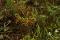 Paepalanthus fluviatilis