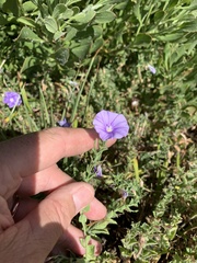 Convolvulus sabatius