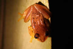 Heterixalus betsileo
