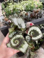 Begonia rex-cultorum