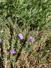 Convolvulus sabatius