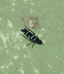 Balacha melanocephala