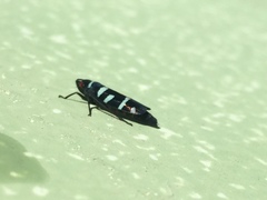 Balacha melanocephala