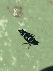 Balacha melanocephala