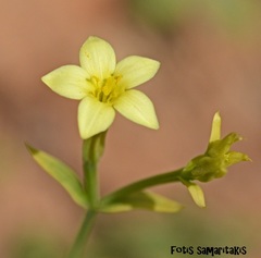Centaurium maritimum